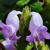 Strobilanthes gardneriana (Nees) T.Anderson